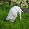 Betty als Welpe